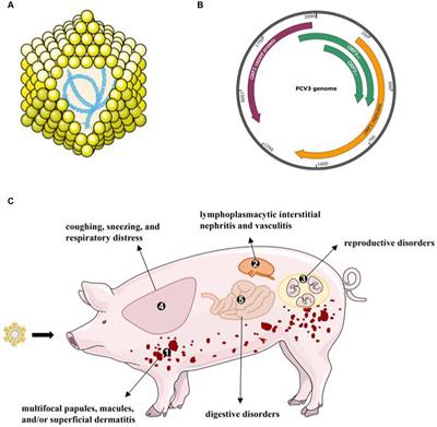 Pathogenicity and immune modulation of porcine circovirus 3